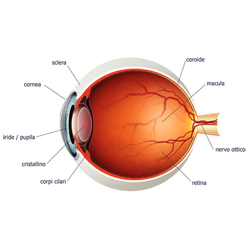 Vitreo-Retina