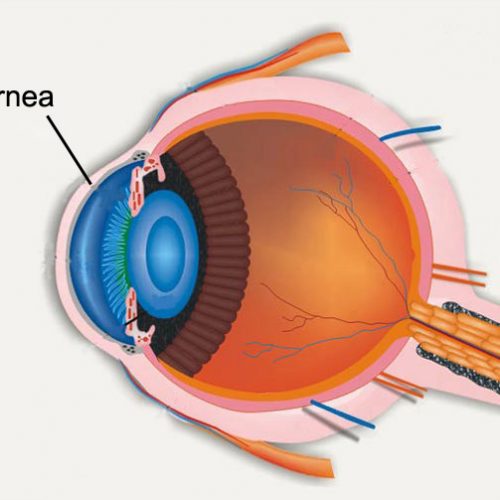 cornea